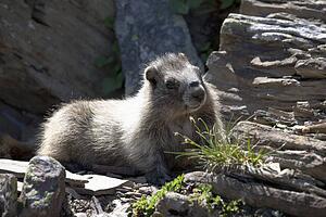 Baby Marmot On The Rocks; Waterton, Alberta, Canada