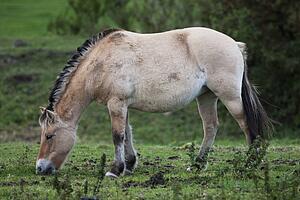 Norwegian Fjord Horse Grazing In A Field; Northumberland, England