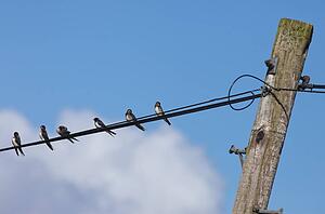 Birds Sitting On An Electrical Wire