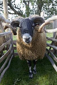 A Ram In A Pen