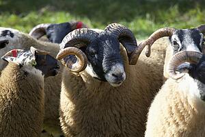 Sheep Tagged On Their Ears; Northumberland, England