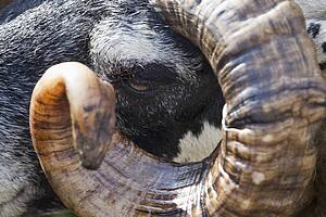 Horns On A Sheep