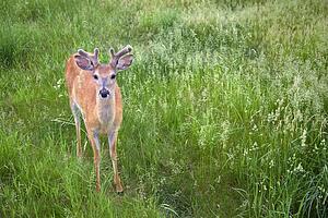 white-tailed deer (odocoileus virginianus) in green grass; kalispell, montana, united states of america