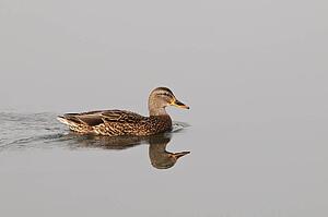 mallard (anas platyrhynchos) swimming on a pond in hawrelak park; edmonton, alberta, canada