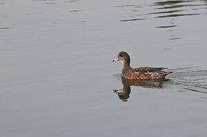 american wigeon (anas americana) swimming on a pond in hawrelak park; edmonton, alberta, canada