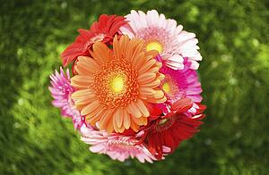 a bouquet of gerbera daisies