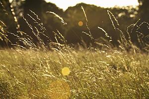 sun shining on a field of long grass; dublin, ireland