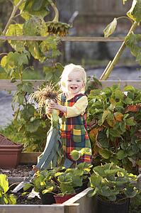 Young child on allotment