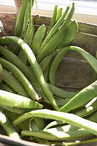 Close up basket of runner beans