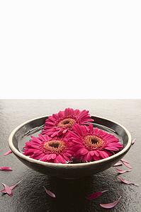 Flower heads in bowl of water