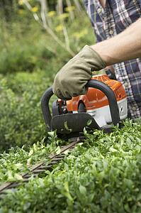 Man trimming hedge