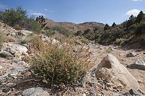 Canyon Scene In The Mojave Desert National Preserve; Baker, California, United States Of America