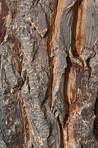 Bark Of A Planted Ornamental Palm Tree In Southern; Pasadena, California, United States Of America