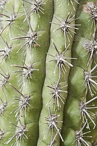 A Planted Ornamental Cactus In Southern California; Pasadena, California, United States Of Ameria