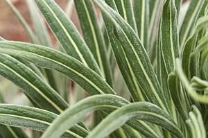 Close-Up Of Arid Vegetation In California; Pasadena, California, United States Of America