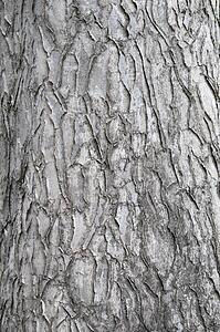 Bark Of An Ornamental Tree; Pasadena, California, United States Of America
