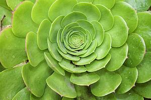 An Ornamental Succulent Plant In California; Pasadena, California, United States Of America