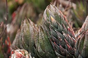 An Ornamental Succulent Plant In California; Pasadena, California, United States Of America