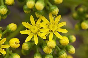 Yellow Flowers On An Ornamental Succulent Plant In California; Pasadena, California, United States Of America