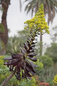 An Ornamental Succulent Plant In California; Pasadena, California, United States Of America