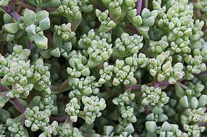 Close-Up Of An Ornamental Succulent Plant