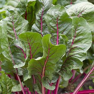 Close-Up Of Leafy Rhubarb Plant; Peru