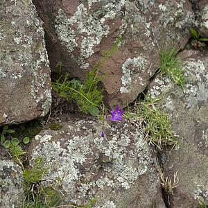 Wildflower Growing Between Rocks At Archaeological Park Of Pisac; Pisac Peru