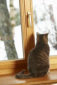 Cat Sitting On Window Ledge Looking At Snowy View