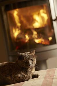 Close Up Of Cat Relaxing By Cosy Log Fire