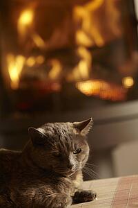 Close Up Of Cat Relaxing By Cosy Log Fire