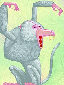 Baboon