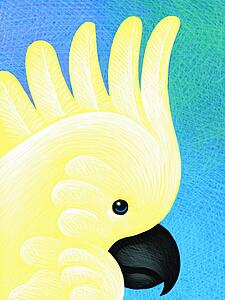 Cockatoo