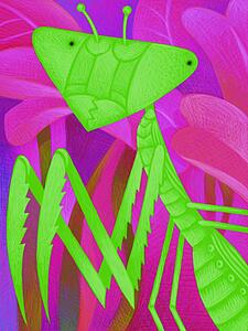 Praying Mantis