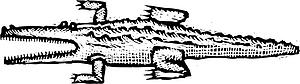 Alligator