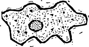 Amoeba