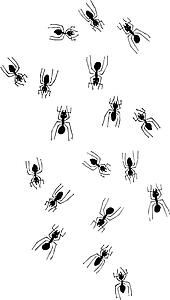 Ants