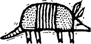 Armadillo