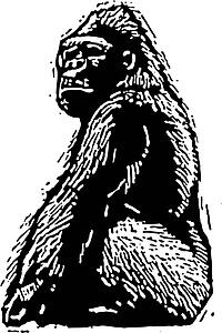 Gorilla