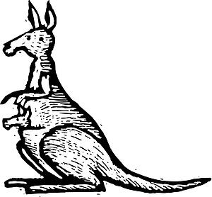 Kangaroo