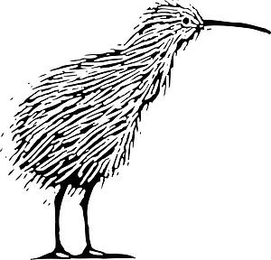 Kiwi