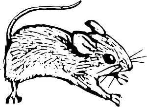 Mouse