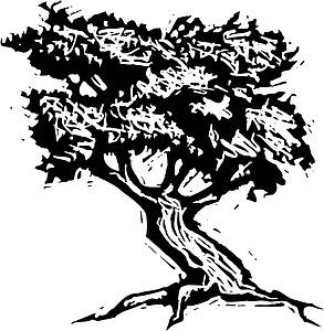 Oak