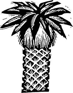Palm Tree