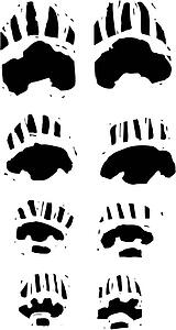 Paw Prints