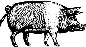 Pig