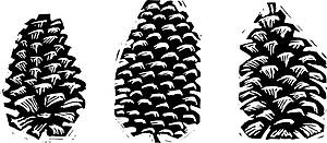 Pine Cones