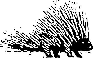 Porcupine