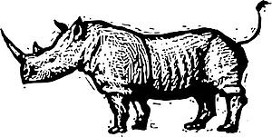 Rhino