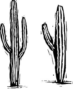 Saguaro Cactus