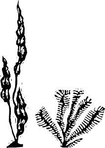 Seaweed